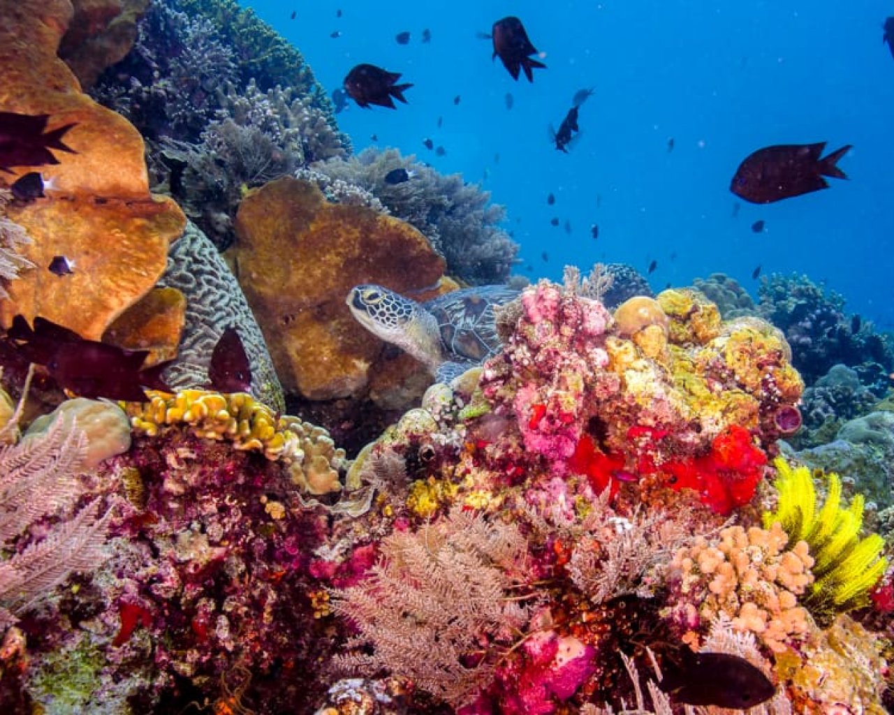 Mercanlar 101: Dünyanın Yaşam Kaynağına Yolculuk