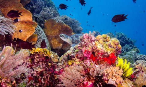 Кораллы 101: Путешествие к истокам жизни на Земле